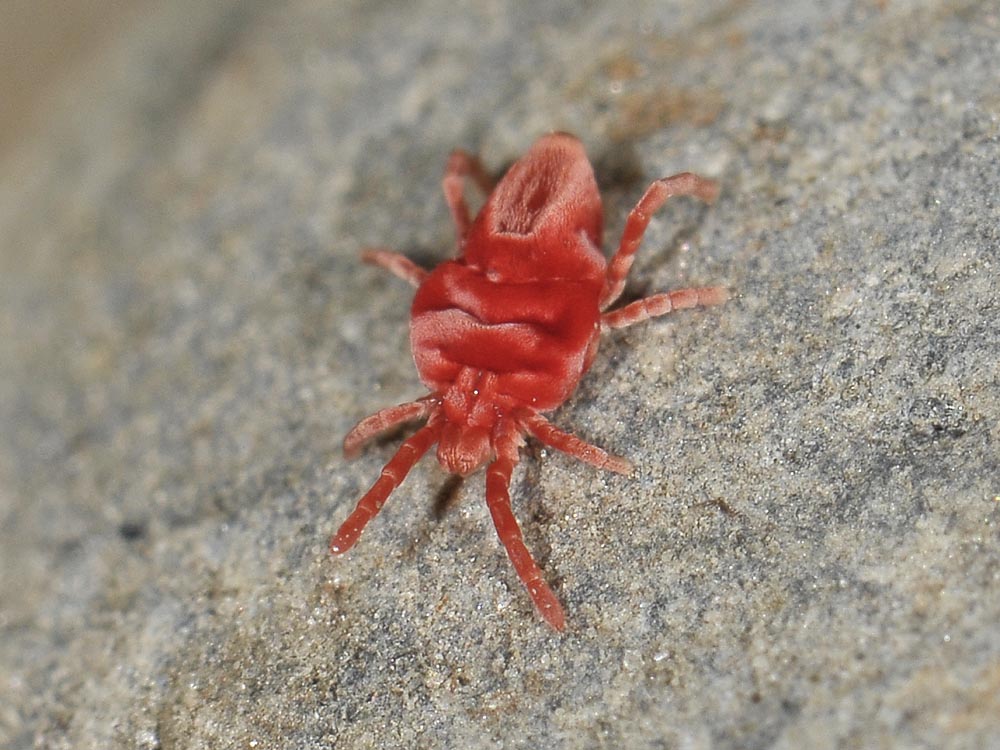 Trombiidae?